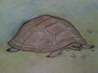 Slow Poke